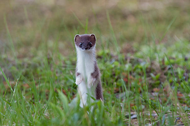 istock Hermelin, Mustela erminea, stoat 460287299