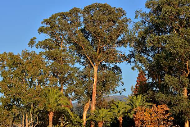 熱帯林、ユーカリ - eucalyptus tree tree australia tropical rainforest ストックフォトと画像
