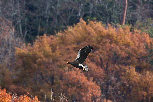 istock Steller's sea eagle in flying 460297865