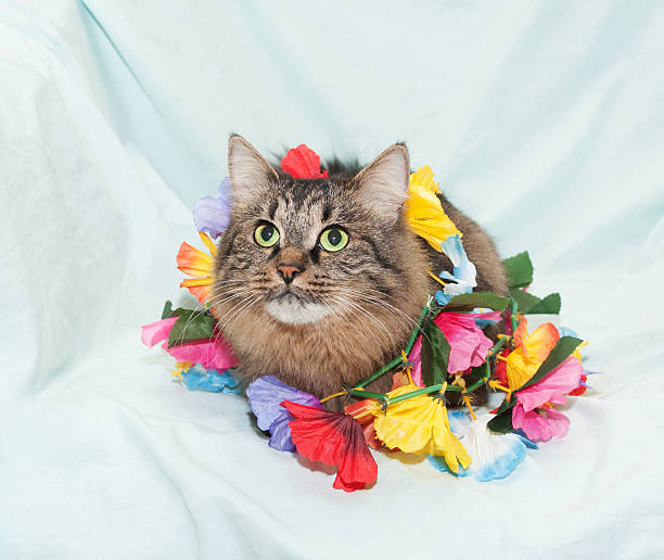 istock Striped fluffy Siberian cat plays with flower garland 460297963