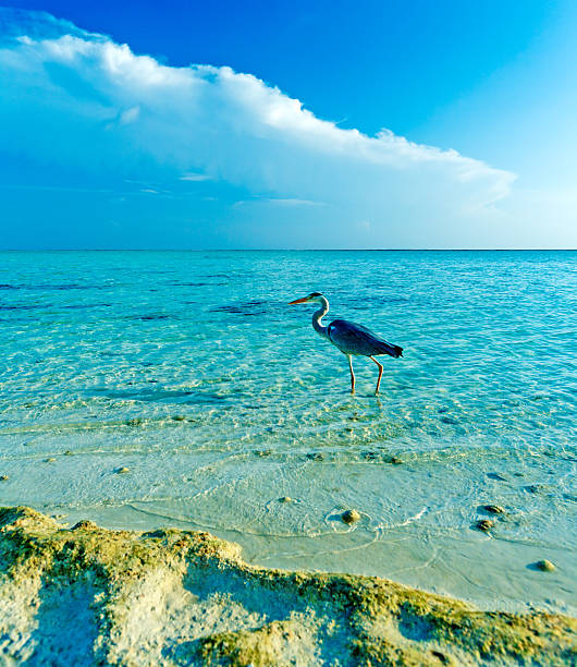 istock Grey Heron and Wild Ocean Beach 460298619