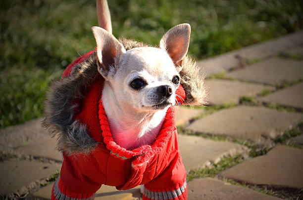istock Cute puppy in a red jacket 460298629