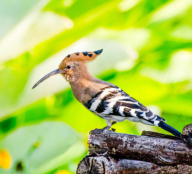 istock Beautiful of young woodpecker 460310253