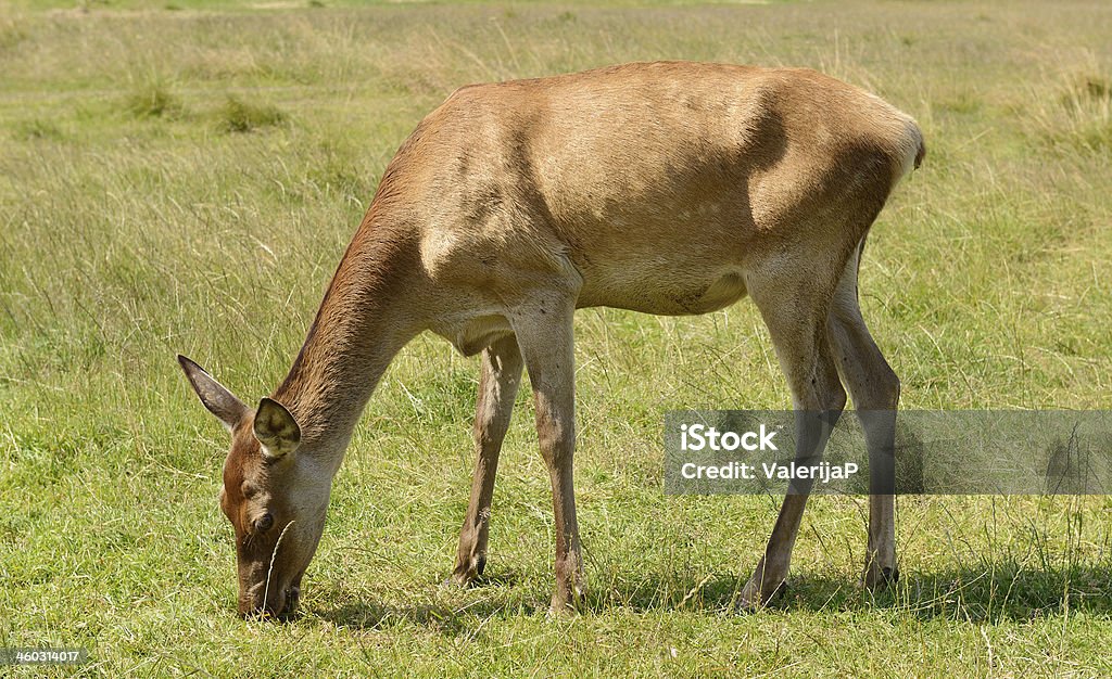 Red deer (Cervus elaphus) Agricultural Field Stock Photo