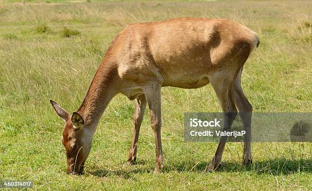 Red Deer Stock Photo - Download Image Now - Agricultural Field, Alberta, Animal Wildlife