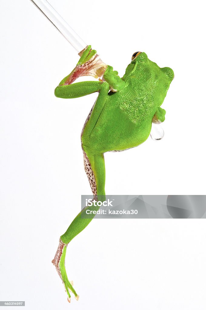 frog The shot in the studio from Japan pet tree frog Amphibian Stock Photo