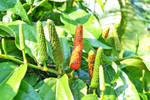 Long pepper or Piper longum isolated