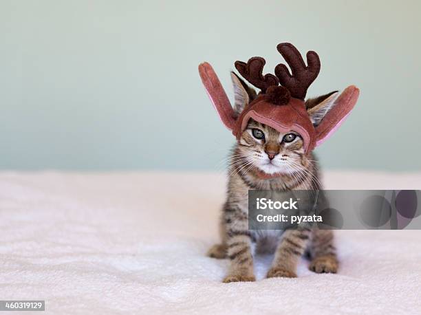 Navidad Mascota Foto de stock y más banco de imágenes de Gato doméstico - Gato doméstico, Navidad, Animal