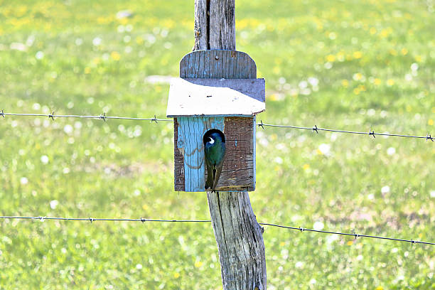 istock Blue martin bird perched on a birdhouse 460320763
