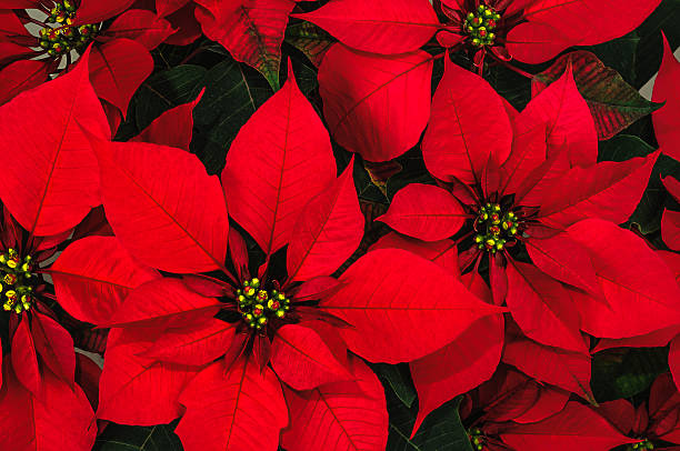 Poinsettia flower Red poinsettia flowers red poinsettia vibrant color flower stock pictures, royalty-free photos & images