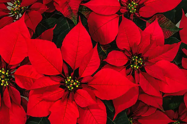 Red poinsettia flowers