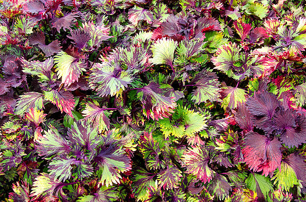 istock Abstract colorful of leaf 460325735