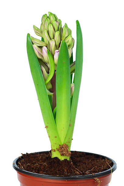 istock Flowers in pots on white background 460326489
