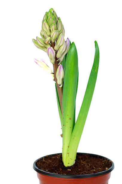 istock Flowers in pots on white background 460326517