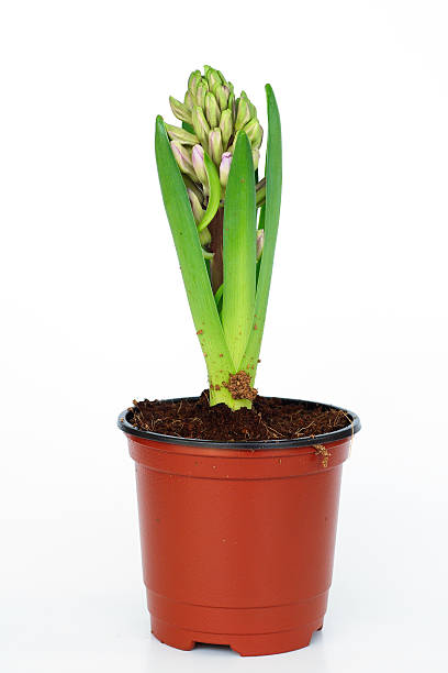 istock Flowers in pots on white background 460326583