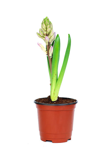 istock Flowers in pots on white background 460326615