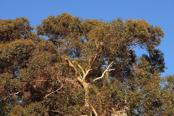 熱帯林、ユーカリ - eucalyptus tree tree australia tropical rainforest ストックフォトと画像