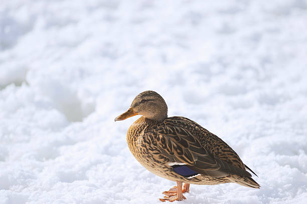 istock Female Mallard Duck standing on snow 460328193