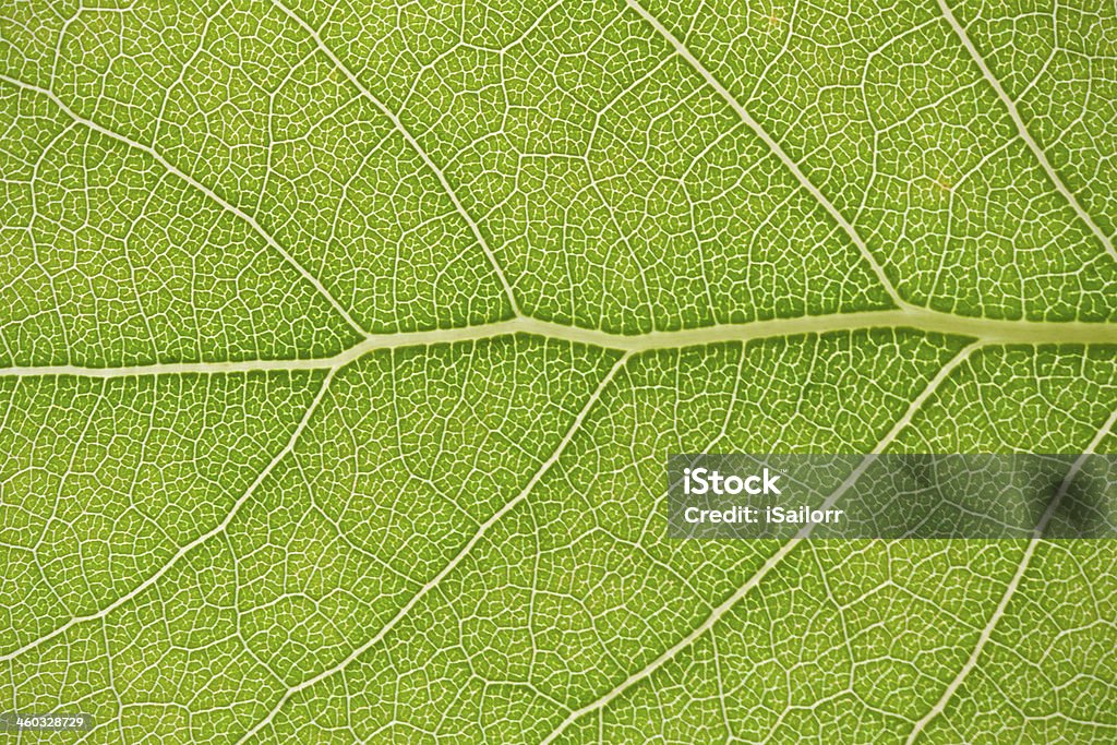 Verde leaf - Foto de stock de Botânica - Assunto royalty-free