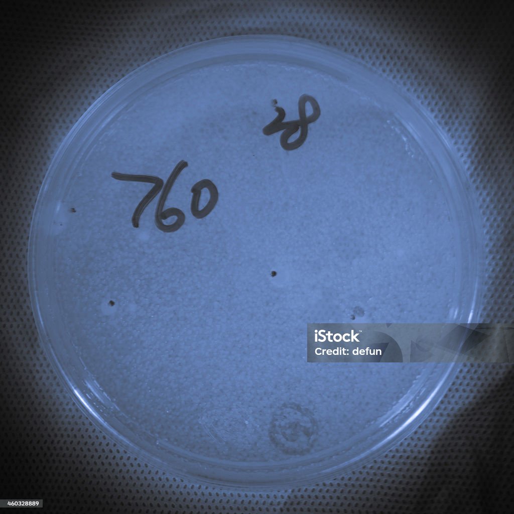 Fungos de focas em Disco de petri - Foto de stock de Abstrato royalty-free
