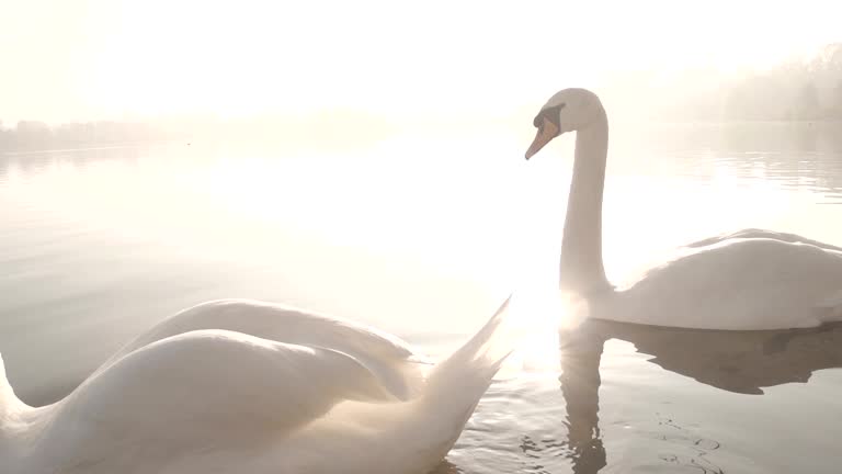 Elegant Swans On A Misty Lake