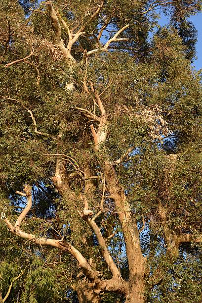 тропический лес, eucalyptus - eucalyptus tree tree australia tropical rainforest стоковые фото и изображения