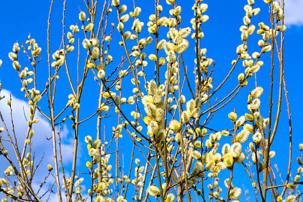 istock branches of a willow blossom in the spring 460340025