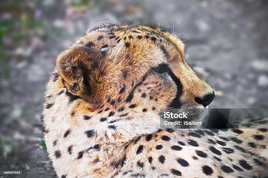 Guépard - Photo de Afrique libre de droits