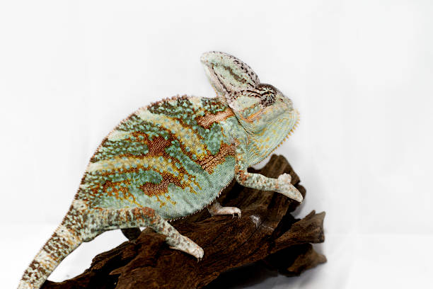 istock Chamaeleo calyptratus 460348181