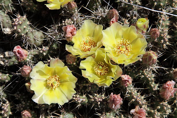 Brittle prickly pear cactus (Opuntia fragilis) wildflower blossoms. stock photo