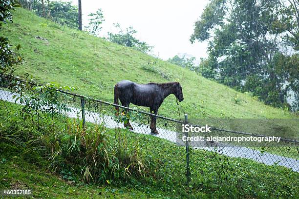 Horse Stock Photo - Download Image Now - Animal, Animal Cruelty, Animal Welfare