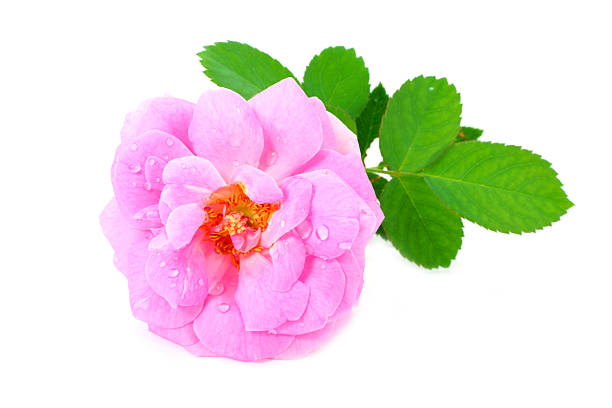 istock Beautiful pink rose with leaves isolated on white 460354319