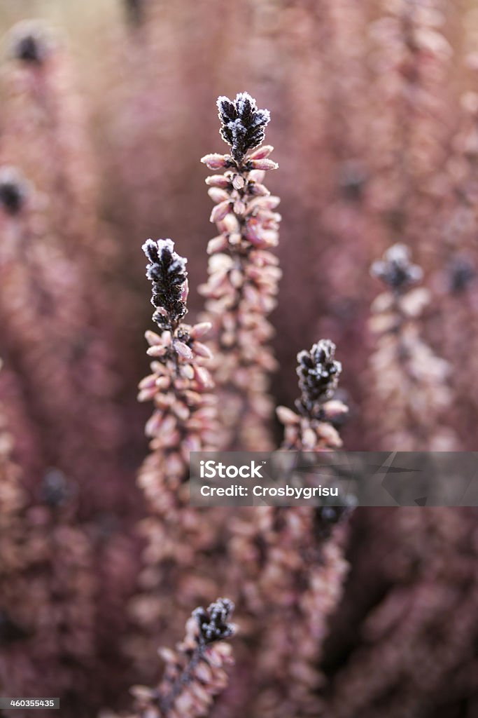wintry Heather after a frosty night Backgrounds Stock Photo