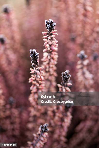 Wintry Stock Photo - Download Image Now - Backgrounds, Bush, Close-up