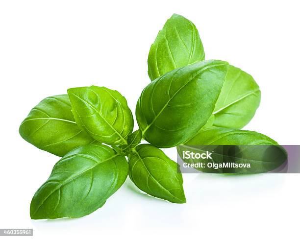Basil Leaves Isolated Stock Photo - Download Image Now - Basil, Cut Out, Spice