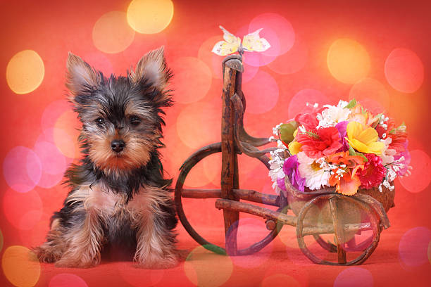 Yorkshire Terrier puppy on red background