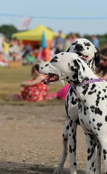 Photo of Two Dalmatians at fun fair