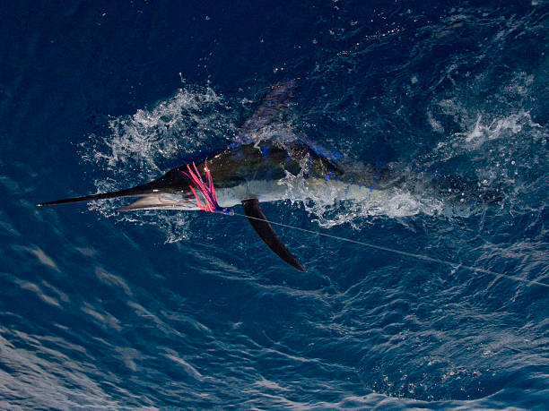 istock Blue Striped Marlin Caught on Pink Lure 460357571