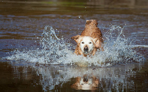 istock Golden Retriever jumping through the water. 460361547