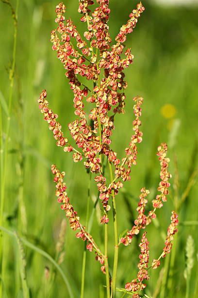 Sorrel plant on the meadow