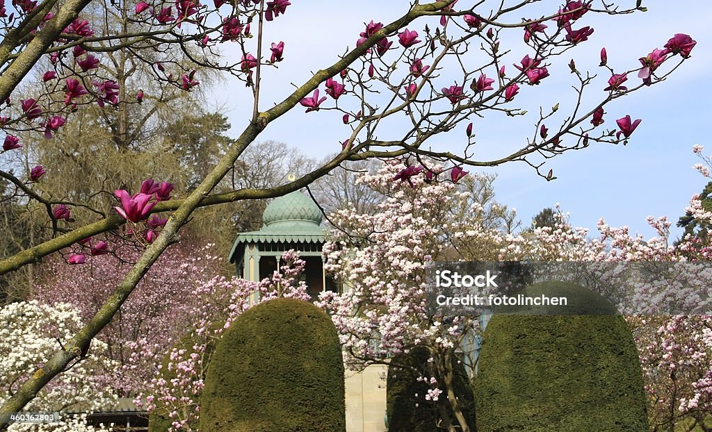 Spring park mit Magnolien - Lizenzfrei Stuttgart Stock-Foto