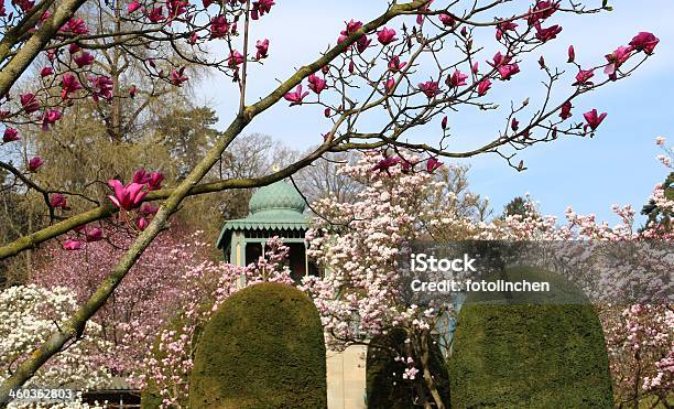 Spring Park Mit Magnolien Stockfoto und mehr Bilder von Stuttgart - Stuttgart, Frühling, Baum