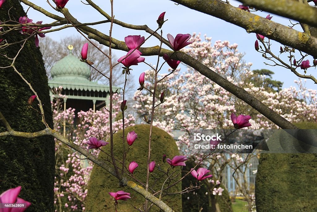 Spring park mit Magnolien - Lizenzfrei Stuttgart Stock-Foto