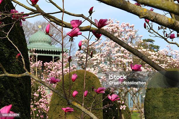 Spring Park Mit Magnolien Stockfoto und mehr Bilder von Stuttgart - Stuttgart, Frühling, Baum