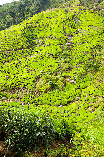 istock Hill of tea plantation 460363339