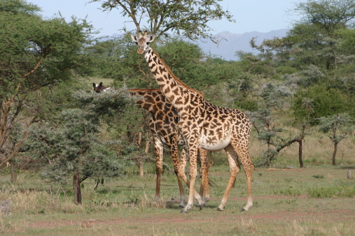 The Masai-Giraffes (Giraffa camelopardalis tippelskirchi) lives in the East Africa. This giraffe is also known as Maasai Giraffe, Massai Giraffe or Kilimanjaro Giraffe. The Masai Giraffe is the largest giraffe and the tallest land mammal. These ones live in the African Savannah of the Serengeti in Tanzania, East Africa.