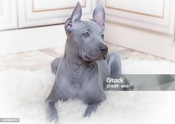 Thai Ridgeback Puppy Stock Photo - Download Image Now - Animal, Animal Body Part, Beauty