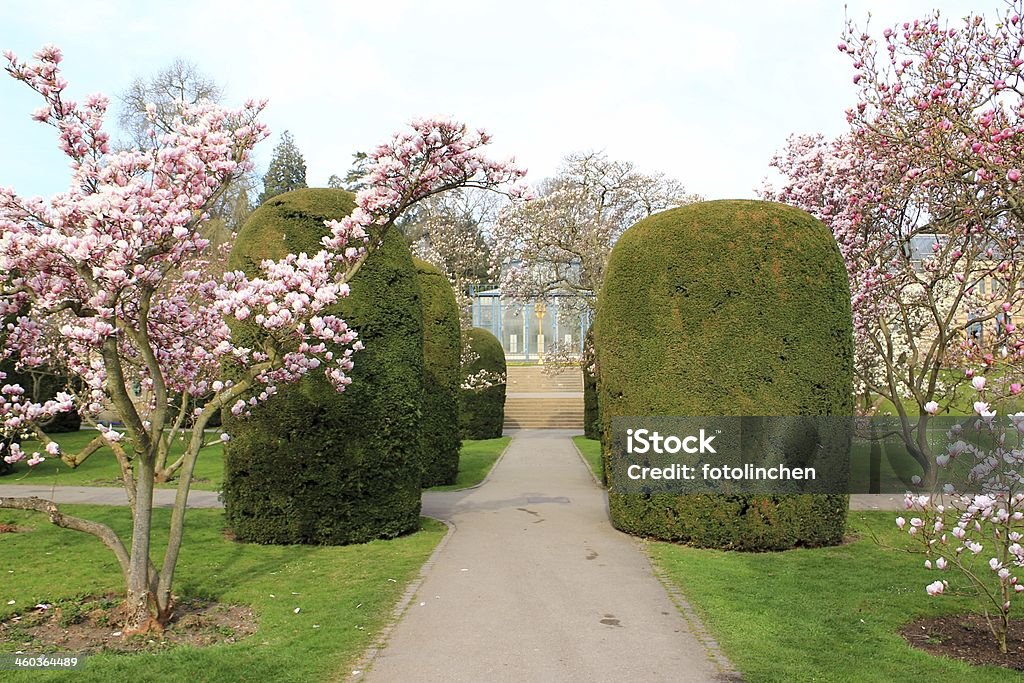 Spring park mit Magnolien-Bäume - Lizenzfrei Baum Stock-Foto