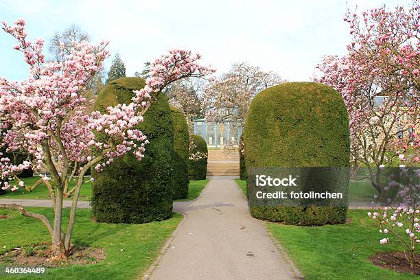 Spring Park Mit Magnolienbäume Stockfoto und mehr Bilder von Baum - Baum, Baumblüte, Blume