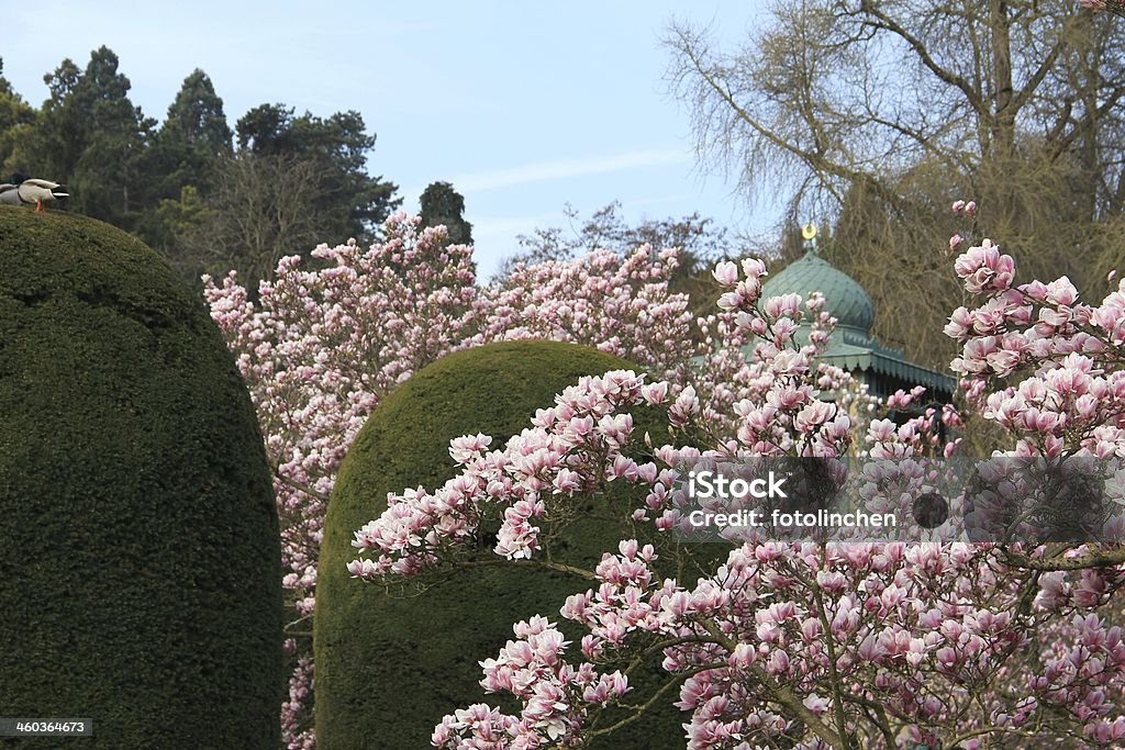 Spring park mit Magnolien - Lizenzfrei Baum Stock-Foto